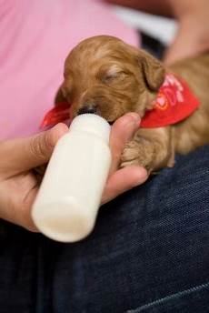Newborn Milk