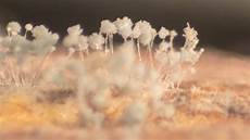 Sulfur Fungis