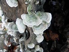 Sulphur Fungis