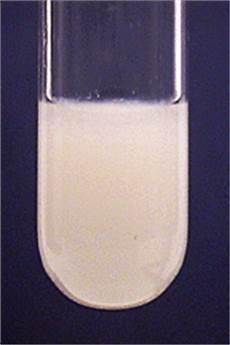 Ammonium Sulphate