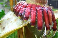 Bacteria Fertilizer