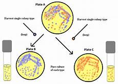 Bacteria Fertilizer