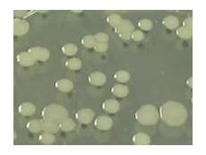 Bacteria