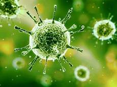 Bacteria