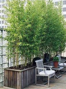 Bamboo