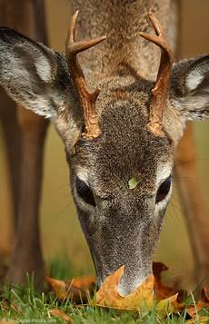 Best Feeding