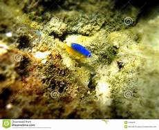 Bluefish
