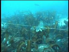 Bluefish