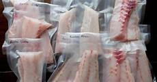 Bluefish