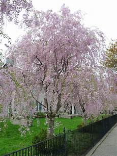 Cherries