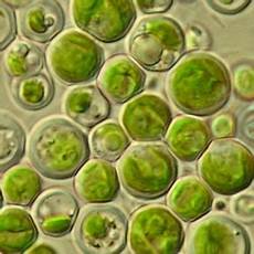 Chlorella