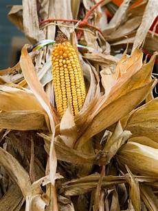 Corn