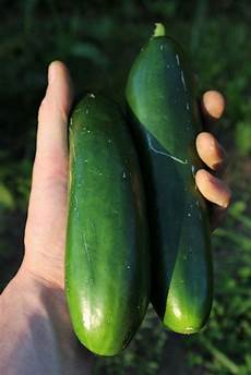 Cornichons
