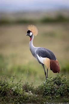 Crane