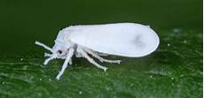 Crawler