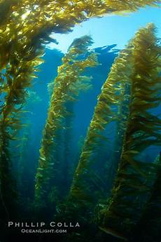 Fishes