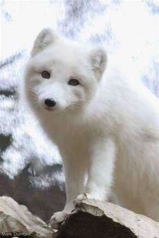 Fur