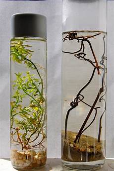 Glass Bottle