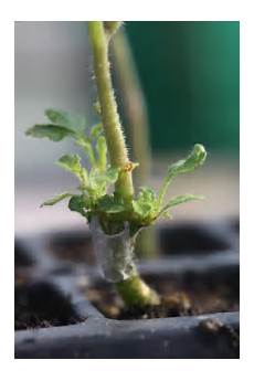 Grafting Tools