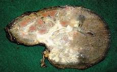 Granular Sulfur
