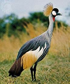 Ground Cranes