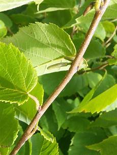 Hazelnut