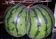Legumes