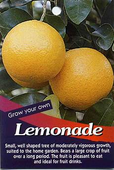 Lemonade