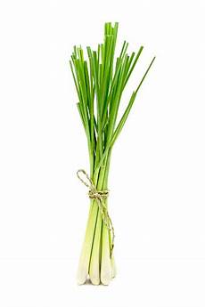 Lemongrass