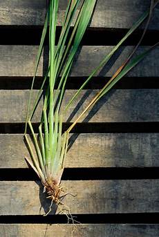 Lemongrass