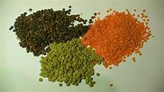 Lentil