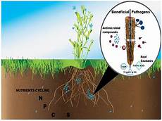 Microbial Fertilizer