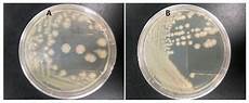 Microbial