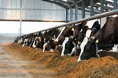 Milk Feeding