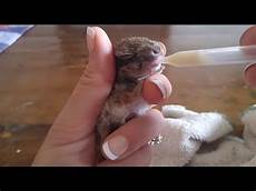 Newborn Milk
