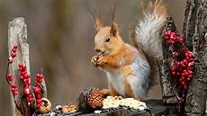 Nuts