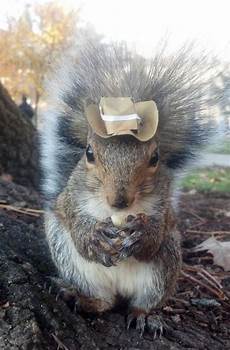Nuts