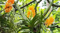 Orchid Peats