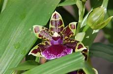 Orchid Peats