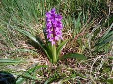 Orchid Peats