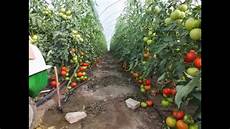 Organic Fertilizer