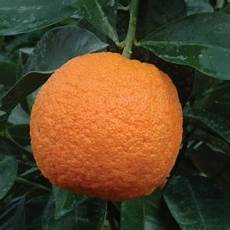 Organic Nitrogen