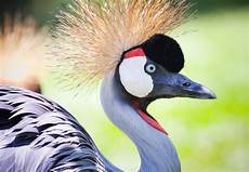 Outdoor Crane