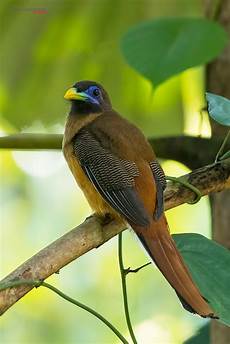 Pitta