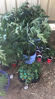 Plant Prod