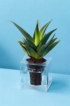 Plant Prod