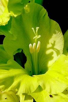 Plant Prod