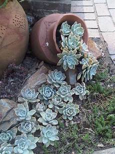 Planters