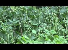 Planting Peats