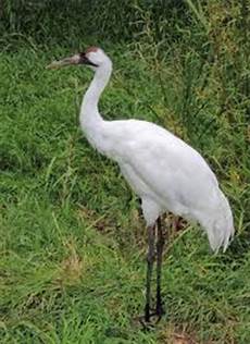 Portal Crane